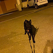 Sakio participe au concours pour gagner de l'argent avec cette photo : animal, asphalt, black_dog, building, car, curious, dog, ears_up, leash, night, outdoor, pet, shadow, sidewalk, small_car, street, tongue_out, urban, vehicle, walking