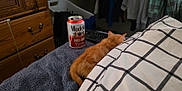 Garfield joined the competition — help win amazing prizes! kitten, orange_cat, bed, blanket, towel, can, beverage, remote_control, dresser, laundry_basket, clothing, indoor, furniture, resting, pet, animal, fur, cozy, sleeping, domestic