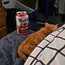 kitten, orange_cat, bed, blanket, towel, can, beverage, remote_control, dresser, laundry_basket, clothing, indoor, furniture, resting, pet, animal, fur, cozy, sleeping, domestic