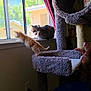 Garfield joined the competition — help win amazing prizes! kitten, cat, tabby_cat, cat_tree, window, indoor, curious, stretching, plush_toy, orange_kitten, feline, pets, home, playful, curtain, daylight, animal, looking_out_window, domestic_cat, cozy