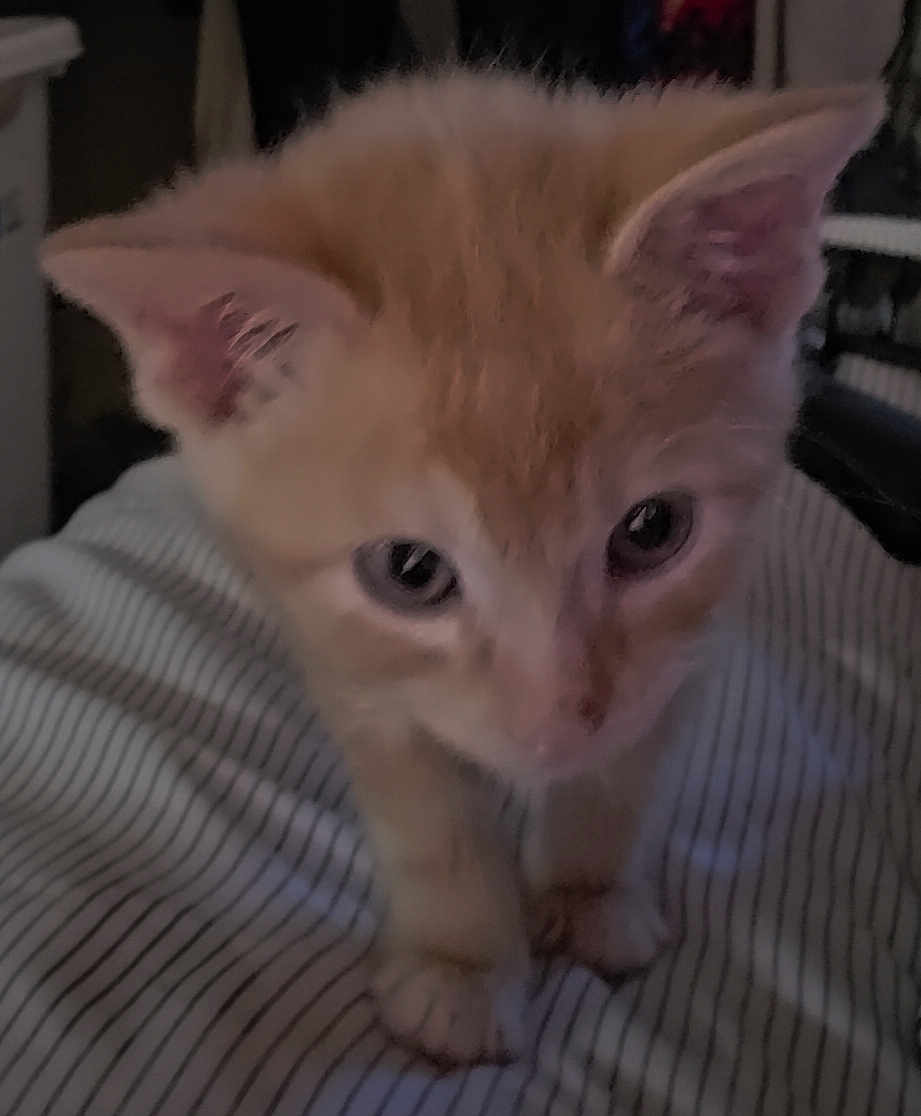 Garfield is registered to the contest to win money with this photo: kitten, orange_cat, striped_fabric, close_up, pet, animal, young_cat, feline, indoor, curious, ears, paws, whiskers, fur, soft, cute, small, domestic_cat, looking, front_view