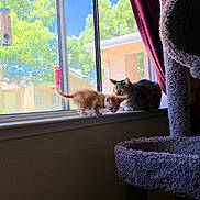 Garfield is registered to the contest to win money with this photo: cat, kitten, tabby_cat, windowsill, window, indoor, sunlight, curtain, cat_tree, plush_toy, orange_kitten, pet, animal, feline, houseplant, daylight, home, cozy, playful, resting