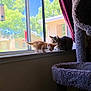cat, kitten, tabby_cat, windowsill, window, indoor, sunlight, curtain, cat_tree, plush_toy, orange_kitten, pet, animal, feline, houseplant, daylight, home, cozy, playful, resting