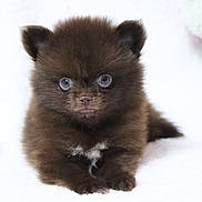 Apple a rejoint le concours — aidez-le/la à gagner de superbes lots ! puppy, dog, brown, fluffy, blue_eyes, cute, small, pet, animal, fur, lying_down, portrait, front_view, indoors, soft, adorable, young, mammal, paws, face