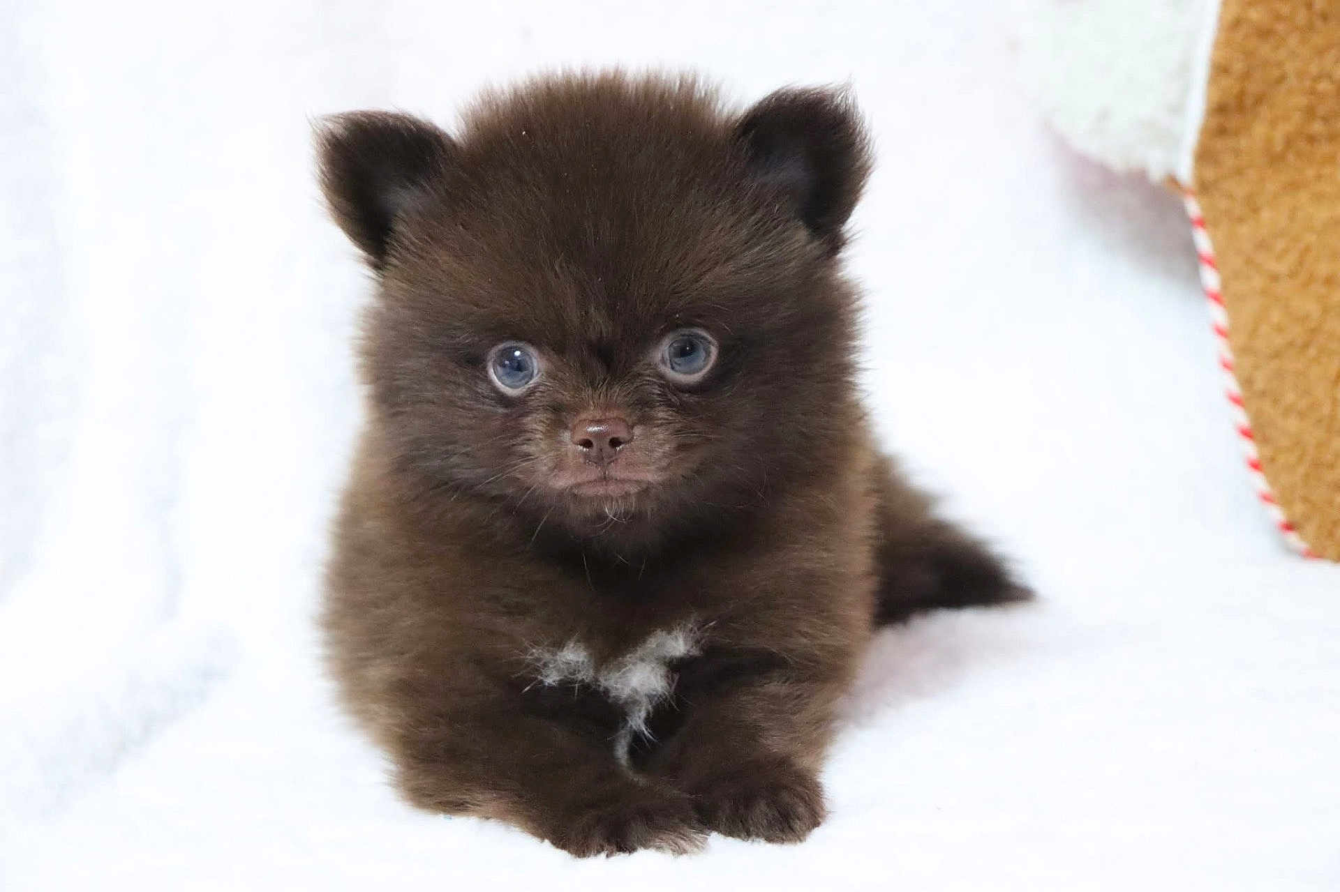 Apple a rejoint le concours — aidez-le/la à gagner de superbes lots ! puppy, dog, brown, fluffy, blue_eyes, cute, small, pet, animal, fur, lying_down, portrait, front_view, indoors, soft, adorable, young, mammal, paws, face