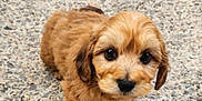 Cooper is registered to the contest to win money with this photo: puppy, dog, brown, fluffy, cute, animal, pet, outdoor, gravel, small, young, adorable, fur, mammal, walking, eyes, nose, ears, legs, portrait