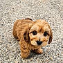 puppy, dog, brown, fluffy, cute, animal, pet, outdoor, gravel, small, young, adorable, fur, mammal, walking, eyes, nose, ears, legs, portrait