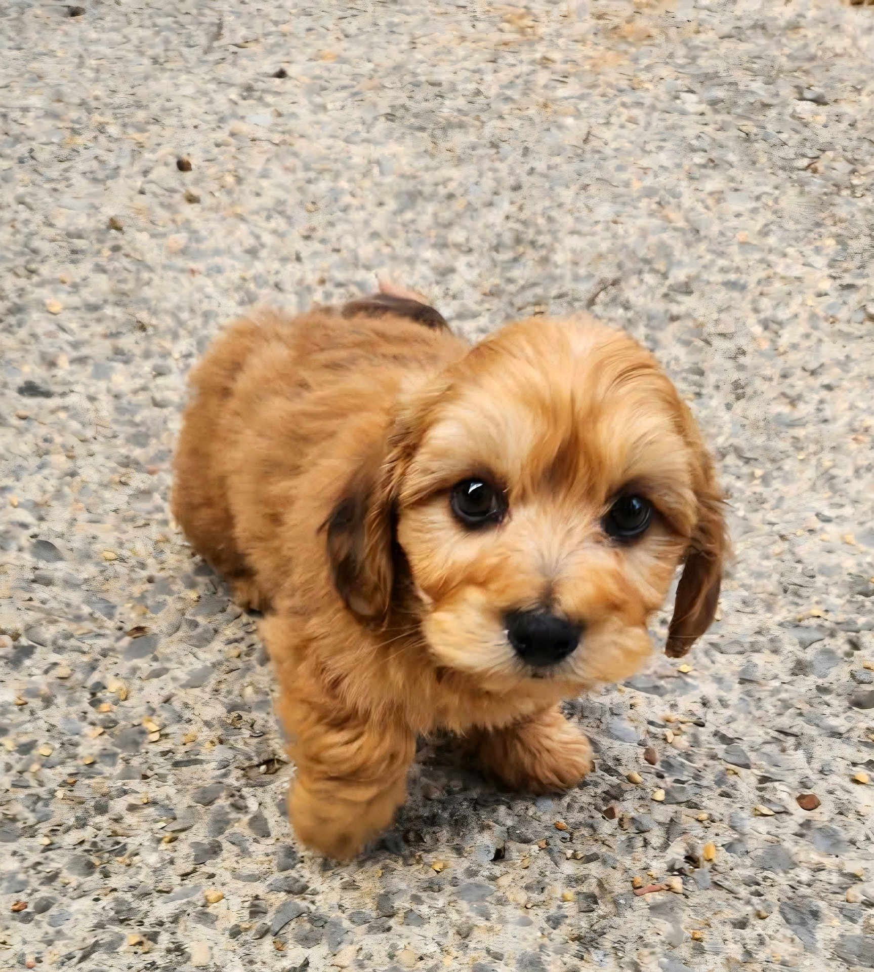 Cooper is registered to the contest to win money with this photo: puppy, dog, brown, fluffy, cute, animal, pet, outdoor, gravel, small, young, adorable, fur, mammal, walking, eyes, nose, ears, legs, portrait