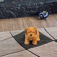 Cooper is registered to the contest to win money with this photo: puppy, dog, indoor, rug, floor, stone_fireplace, wood_floor, cute, fluffy, pet, animal, small_dog, sitting, cozy, home, living_room, brown, adorable, fur, companion