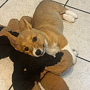 Lelo joined the competition — help win amazing prizes! puppy, dog, tile_floor, plush_toy, stuffed_animal, brown_dog, white_paws, cute, pet, indoor, young_dog, animal, fur, playful, resting, toy, pet_toy, floor, domestic_animal, canine