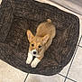 Lelo is registered to the contest to win money with this photo: corgi, puppy, dog, pet_bed, brown_bed, tile_floor, indoor, looking_up, ears_up, small_dog, cozy, animal, cute, domestic, footwear, black_shoes, furniture, sofa, white_sofa, home