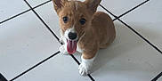 Lelo joined the competition — help win amazing prizes! puppy, dog, corgi, tongue_out, pet, indoor, tile_floor, cute, small_dog, brown_fur, white_paws, happy, looking_up, ears_up, animal, domestic_animal, young_dog, companion, adorable, playful