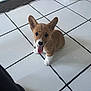 puppy, dog, corgi, tongue_out, pet, indoor, tile_floor, cute, small_dog, brown_fur, white_paws, happy, looking_up, ears_up, animal, domestic_animal, young_dog, companion, adorable, playful