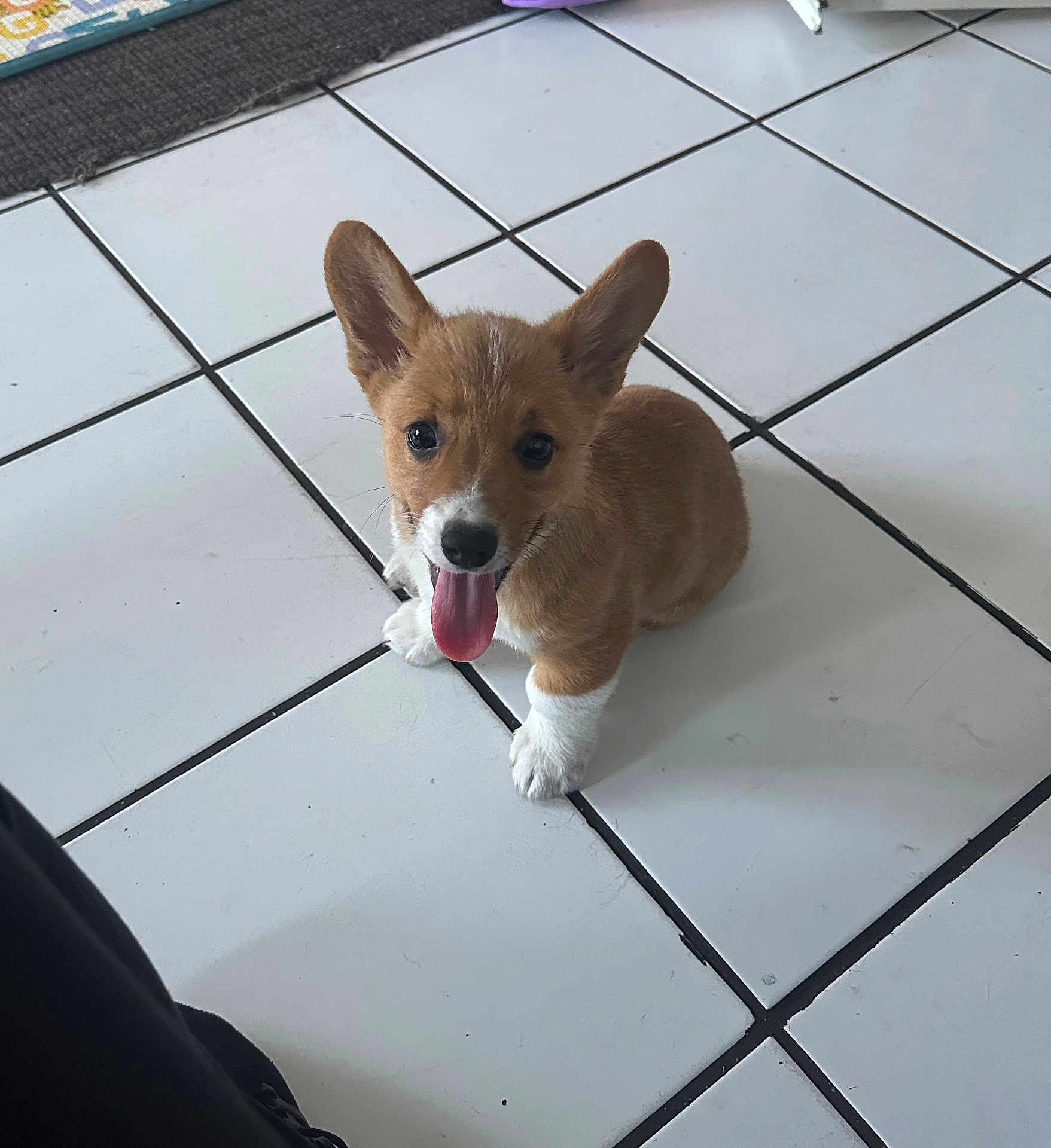 Lelo joined the competition — help win amazing prizes! puppy, dog, corgi, tongue_out, pet, indoor, tile_floor, cute, small_dog, brown_fur, white_paws, happy, looking_up, ears_up, animal, domestic_animal, young_dog, companion, adorable, playful
