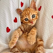 Apollo participe au concours pour gagner de l'argent avec cette photo : adorable, animal, blanket, cat, closeup, curious, cute, furry, ginger_cat, heart_pattern, indoor, kitten, lying_down, paw, pet, relaxed, soft_fur, whiskers, wide_eyes, young