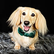 Lachlan Skye joined the competition — help win amazing prizes! animal, black_background, bow_tie, cream_colored, cute, dog, domestic_animal, fluffy, friendly, fur, gray_surface, happy, indoors, long_ears, looking_at_camera, pet, portrait, sitting, smiling, studio