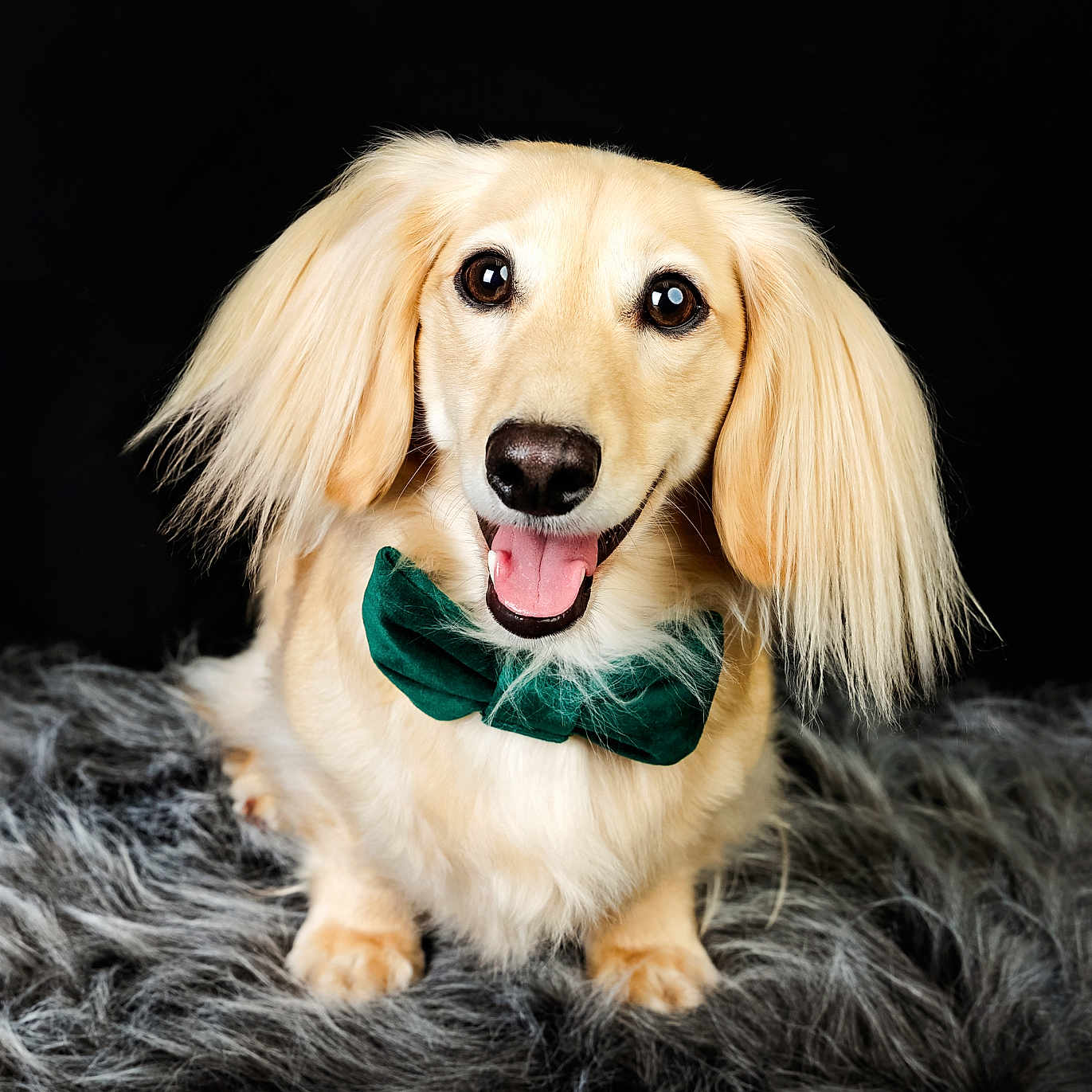 Lachlan Skye joined the competition — help win amazing prizes! animal, black_background, bow_tie, cream_colored, cute, dog, domestic_animal, fluffy, friendly, fur, gray_surface, happy, indoors, long_ears, looking_at_camera, pet, portrait, sitting, smiling, studio