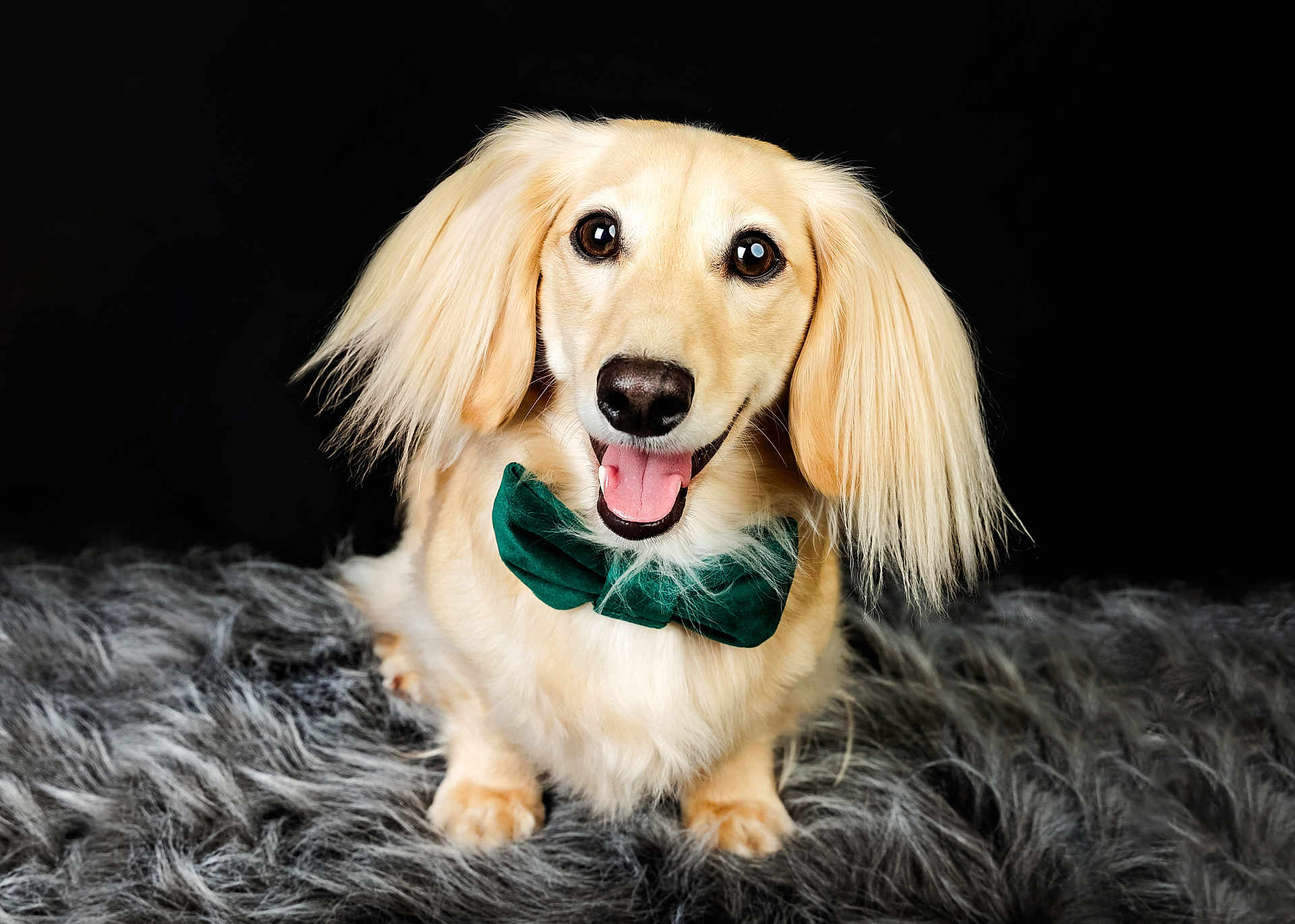 Lachlan Skye joined the competition — help win amazing prizes! animal, black_background, bow_tie, cream_colored, cute, dog, domestic_animal, fluffy, friendly, fur, gray_surface, happy, indoors, long_ears, looking_at_camera, pet, portrait, sitting, smiling, studio