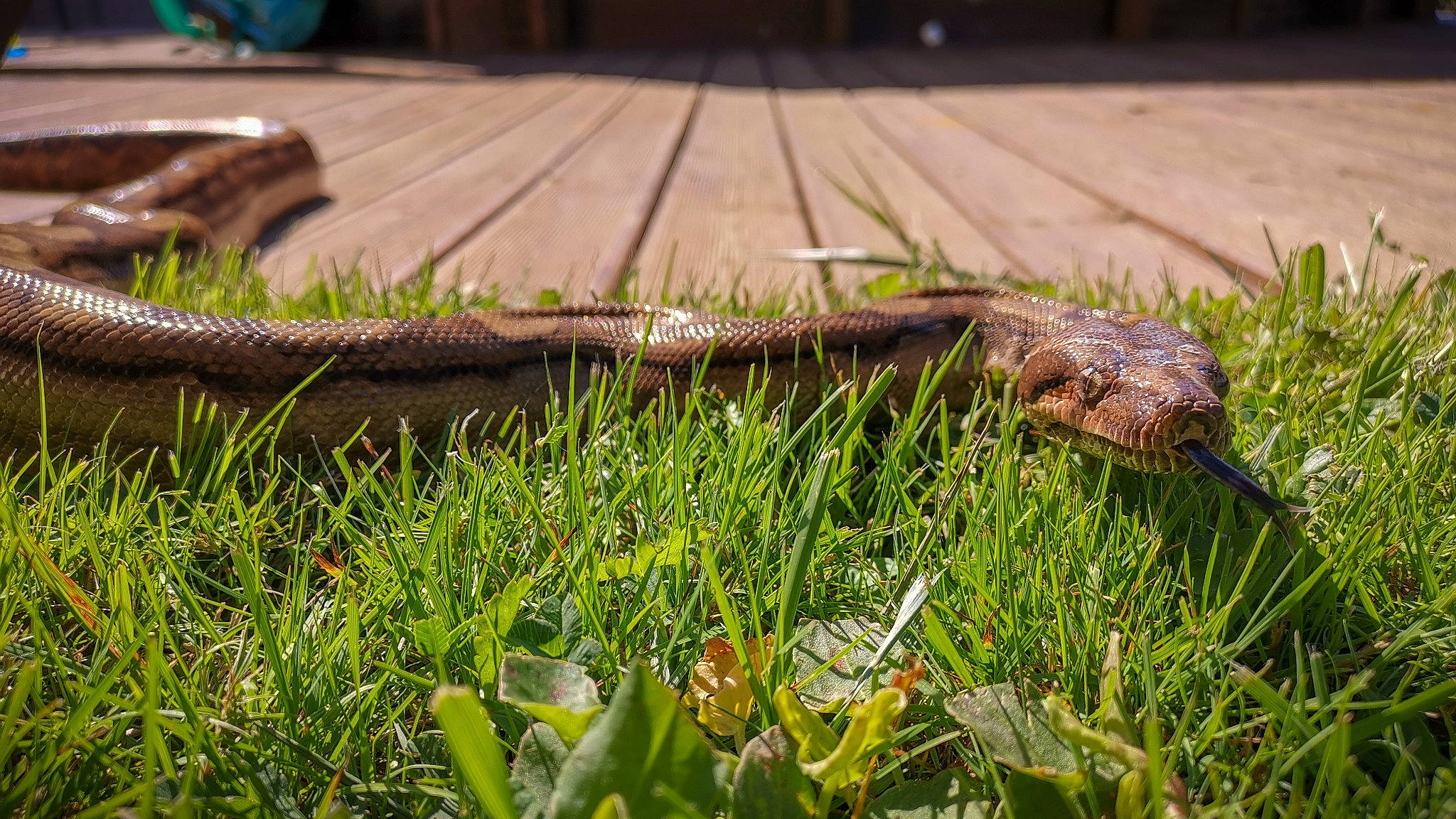 Ivy participe au concours pour gagner de l'argent avec cette photo : fodder, grass, grass_family, lawn, plant, plant_stem, soil, wood