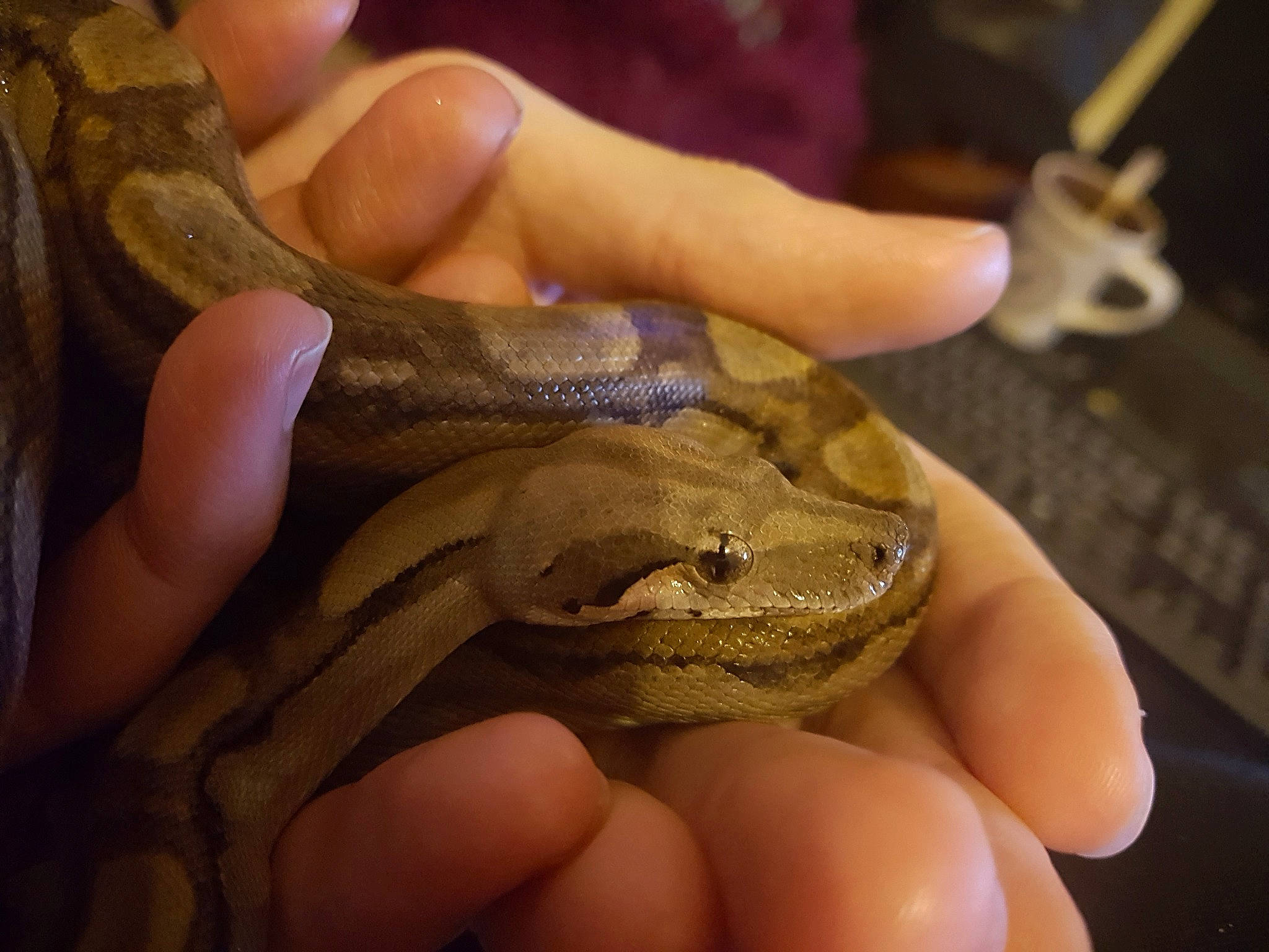 Ivy participe au concours pour gagner de l'argent avec cette photo : amphibian, finger, hand, mouth, python, reptile, scaled_reptile, snake