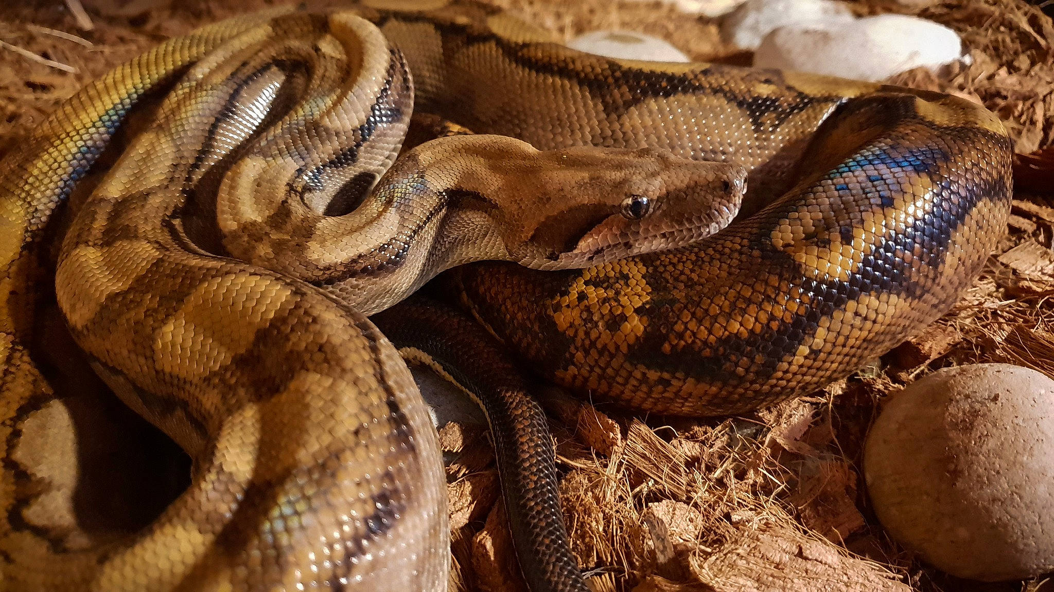 Ivy a rejoint le concours — aidez-le/la à gagner de superbes lots ! boa, boa_constrictor, burmese_python, colubridae, hognose_snake, python, python_family, reptile, rock_python, scaled_reptile, serpent, sidewinder, snake, terrestrial_animal