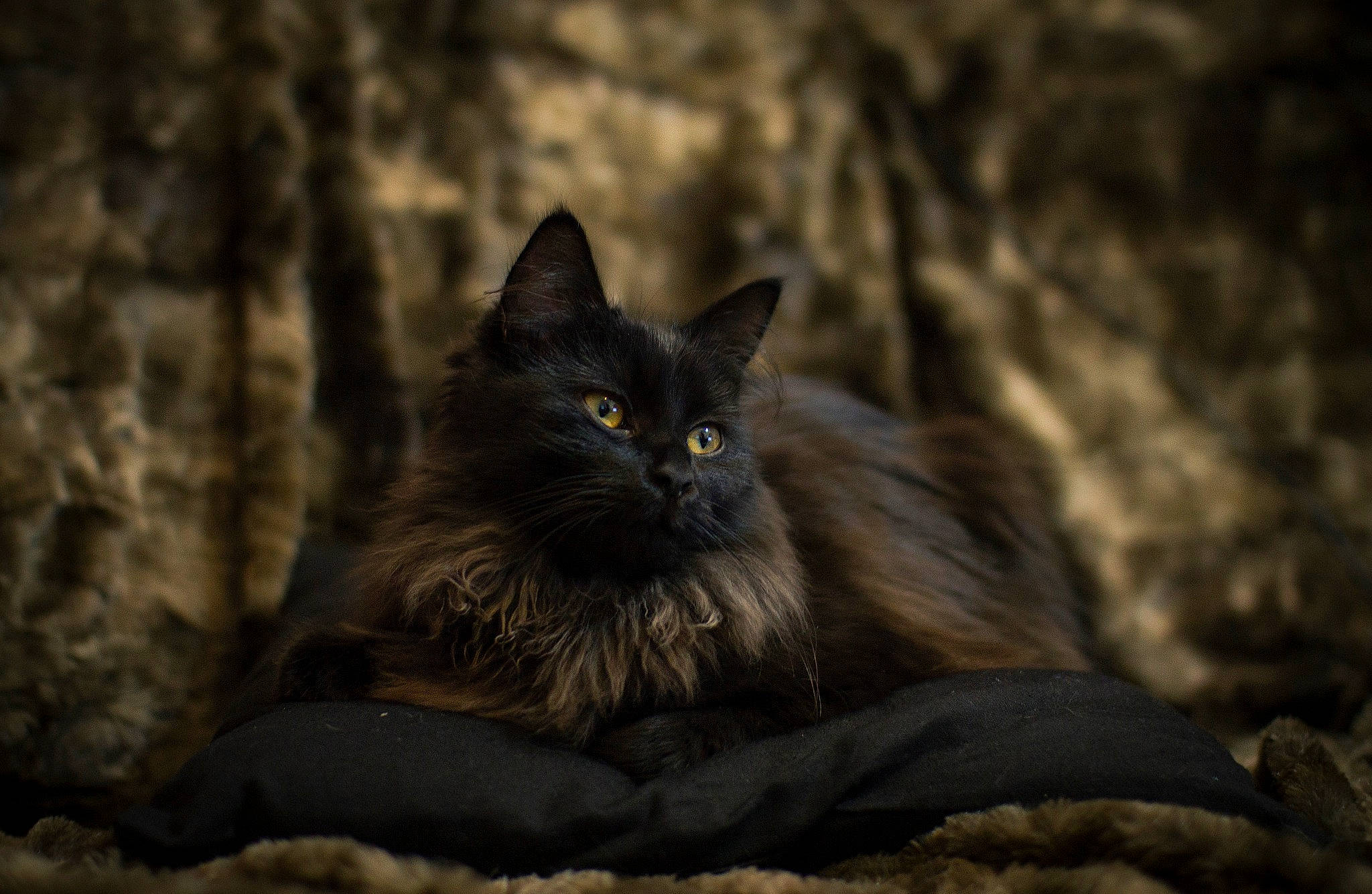 Malicia a rejoint le concours — aidez-le/la à gagner de superbes lots ! asian_semi_longhair, black, black_cat, carnivore, cat, domestic_long_haired_cat, eye, felidae, fur, maine_coon, mammal, nebelung, norwegian_forest_cat, small_to_medium_sized_cats, snout, whiskers, wild_cat, wildlife