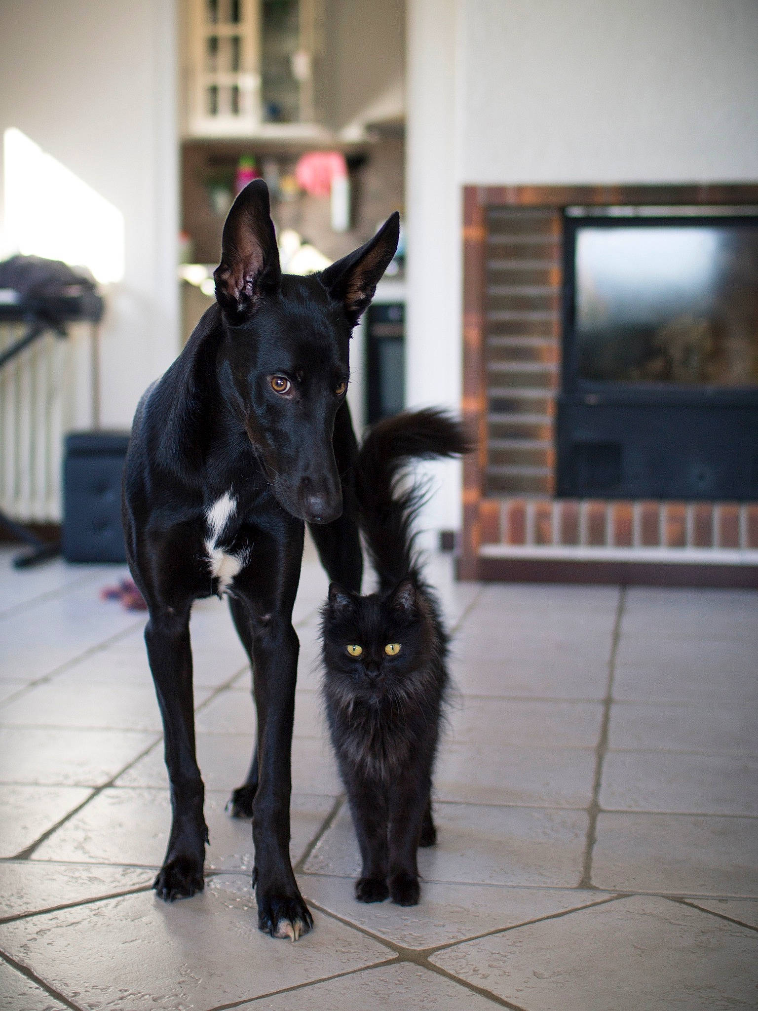 Malicia a rejoint le concours — aidez-le/la à gagner de superbes lots ! belgian_shepherd, black, canidae, carnivore, dog, dog_breed, groenendael, guard_dog, mammal, non_sporting_group, sporting_group, vertebrate