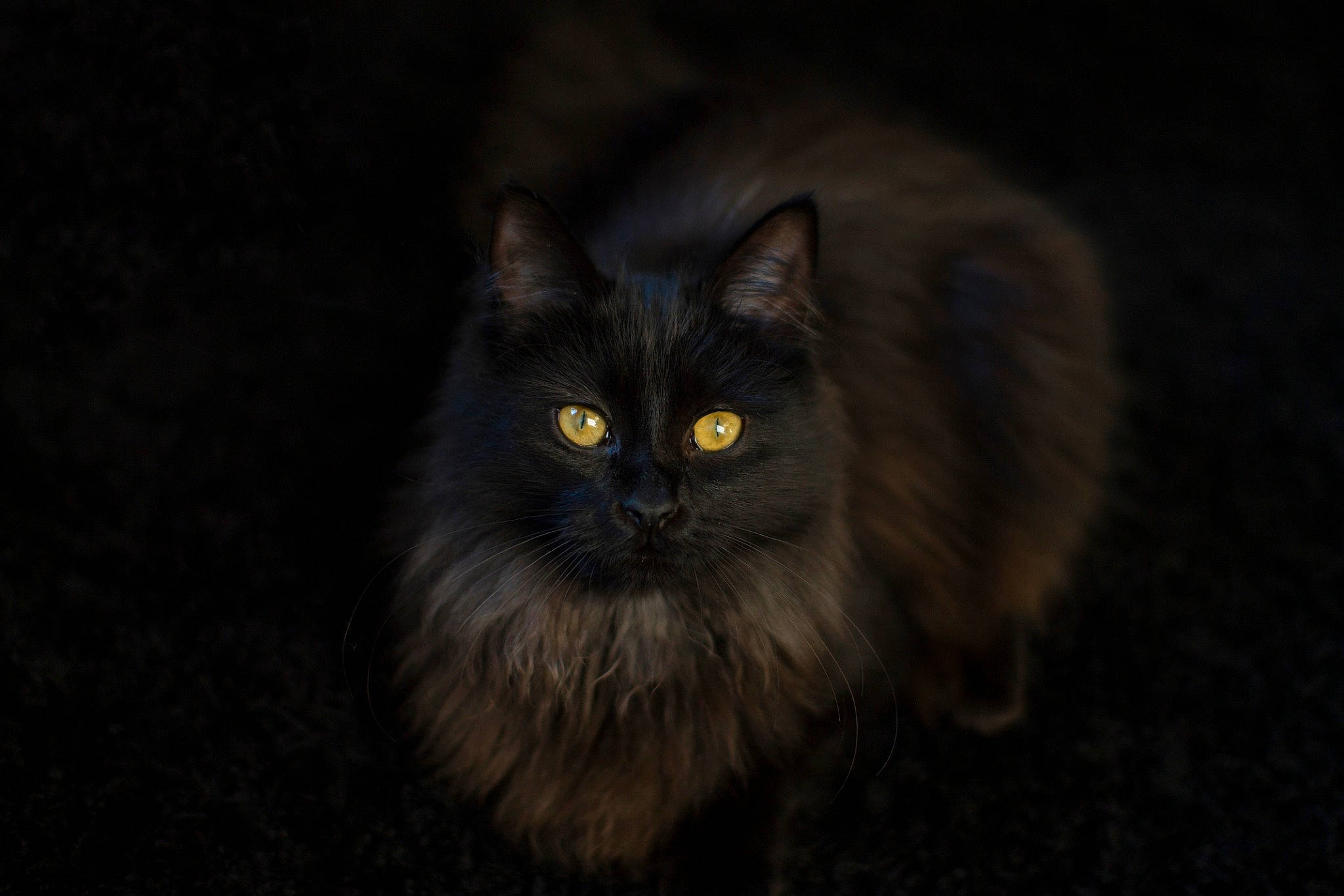 Malicia a rejoint le concours — aidez-le/la à gagner de superbes lots ! asian_semi_longhair, black, black_cat, british_longhair, british_semi_longhair, carnivore, cat, darkness, domestic_long_haired_cat, eye, felidae, fur, mammal, norwegian_forest_cat, persian, sky, small_to_medium_sized_cats, snout, whiskers, wildlife