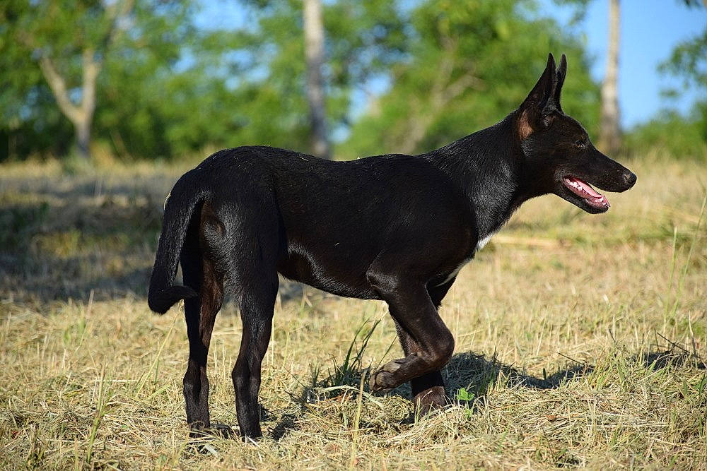 Rackham a rejoint le concours — aidez-le/la à gagner de superbes lots ! australian_kelpie, canidae, carnivore, dog, dog_breed, east_european_shepherd, hunting_dog, mammal, rare_breed_dog, vertebrate