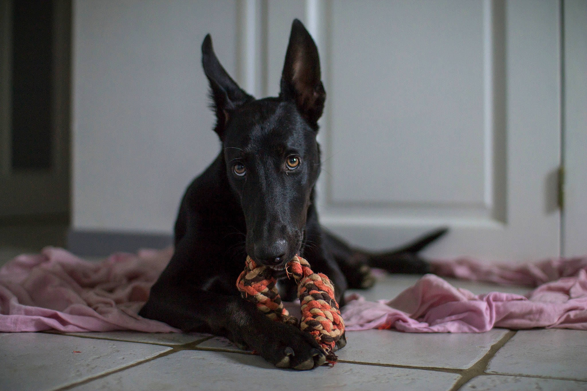 Rackham a rejoint le concours — aidez-le/la à gagner de superbes lots ! canidae, carnivore, dobermann, dog, dog_breed, greyhound, guard_dog, mammal, snout, vertebrate