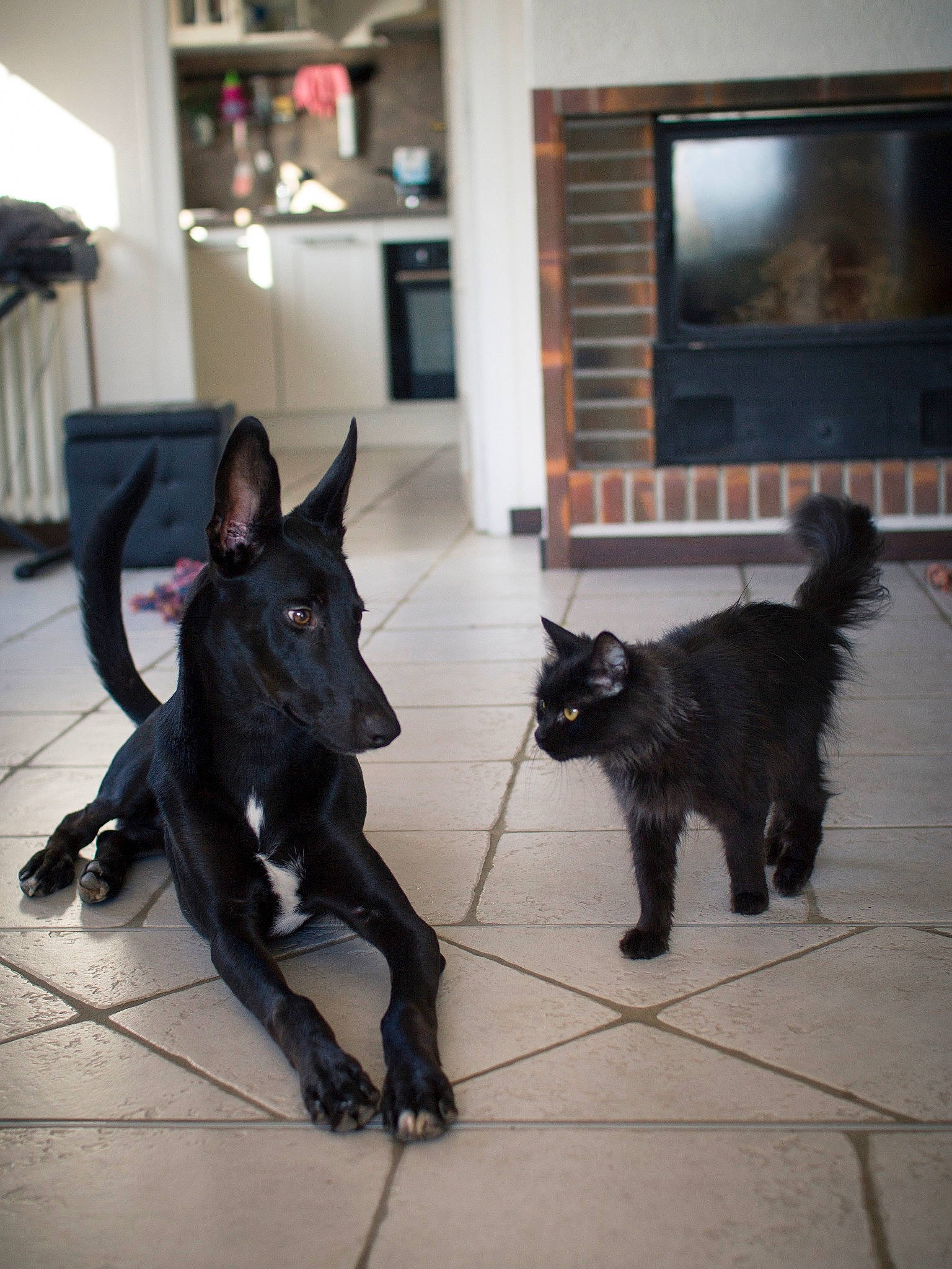 Rackham a rejoint le concours — aidez-le/la à gagner de superbes lots ! belgian_shepherd, canidae, carnivore, croatian_sheepdog, dog, dog_breed, formosan_mountain_dog, groenendael, mammal, mudi, non_sporting_group, schipperke, sporting_group, vertebrate