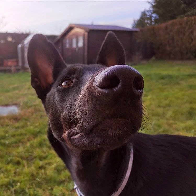 Rackham a rejoint le concours — aidez-le/la à gagner de superbes lots ! canidae, carnivore, dog, dog_breed, ear, hunting_dog, mammal, nose, rare_breed_dog, snout, sporting_group, vertebrate