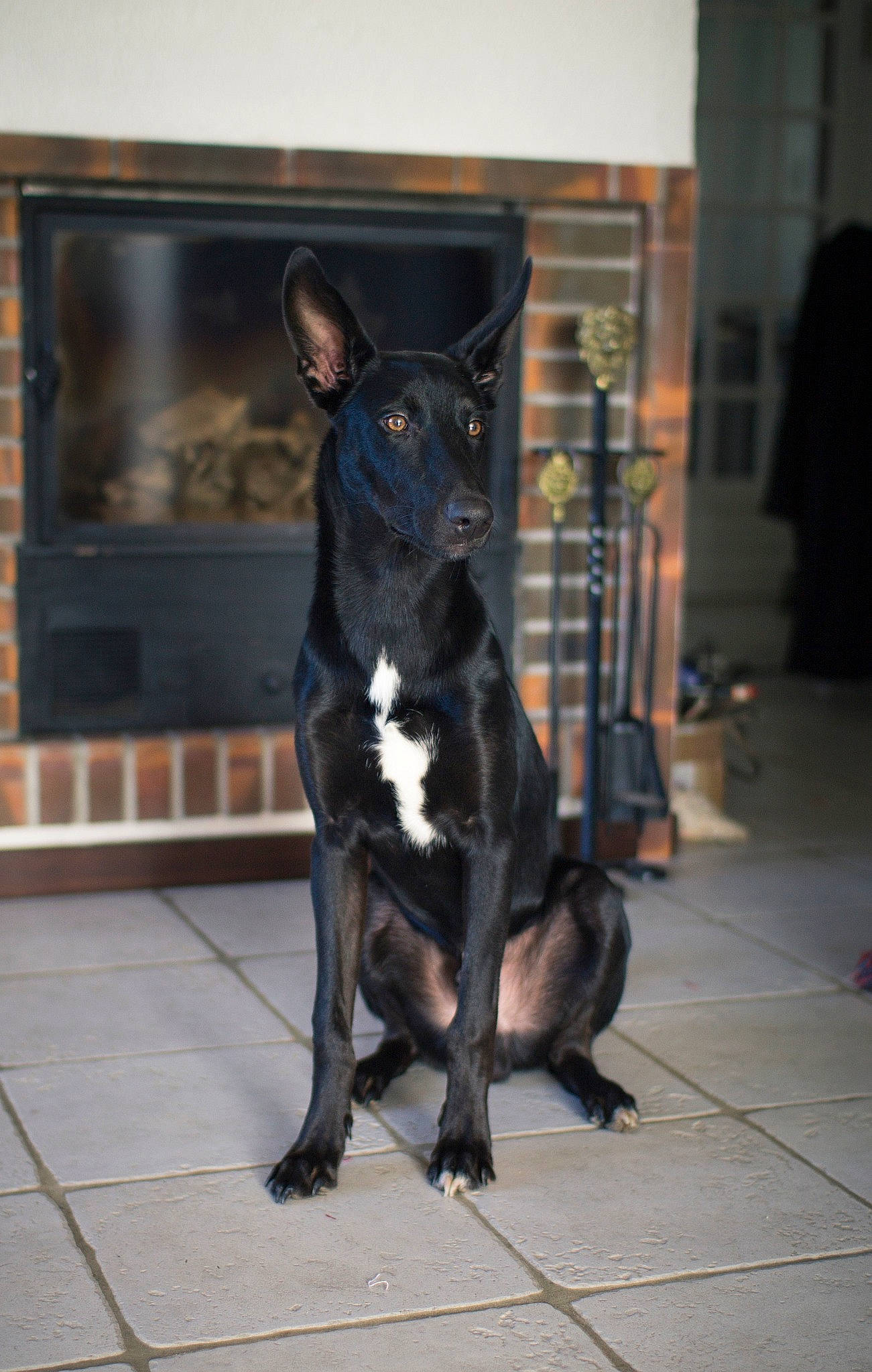 Rackham participe au concours pour gagner de l'argent avec cette photo : bull_and_terrier, canidae, carnivore, dog, dog_breed, formosan_mountain_dog, guard_dog, mammal, non_sporting_group, rare_breed_dog, snout, thai_ridgeback, vertebrate