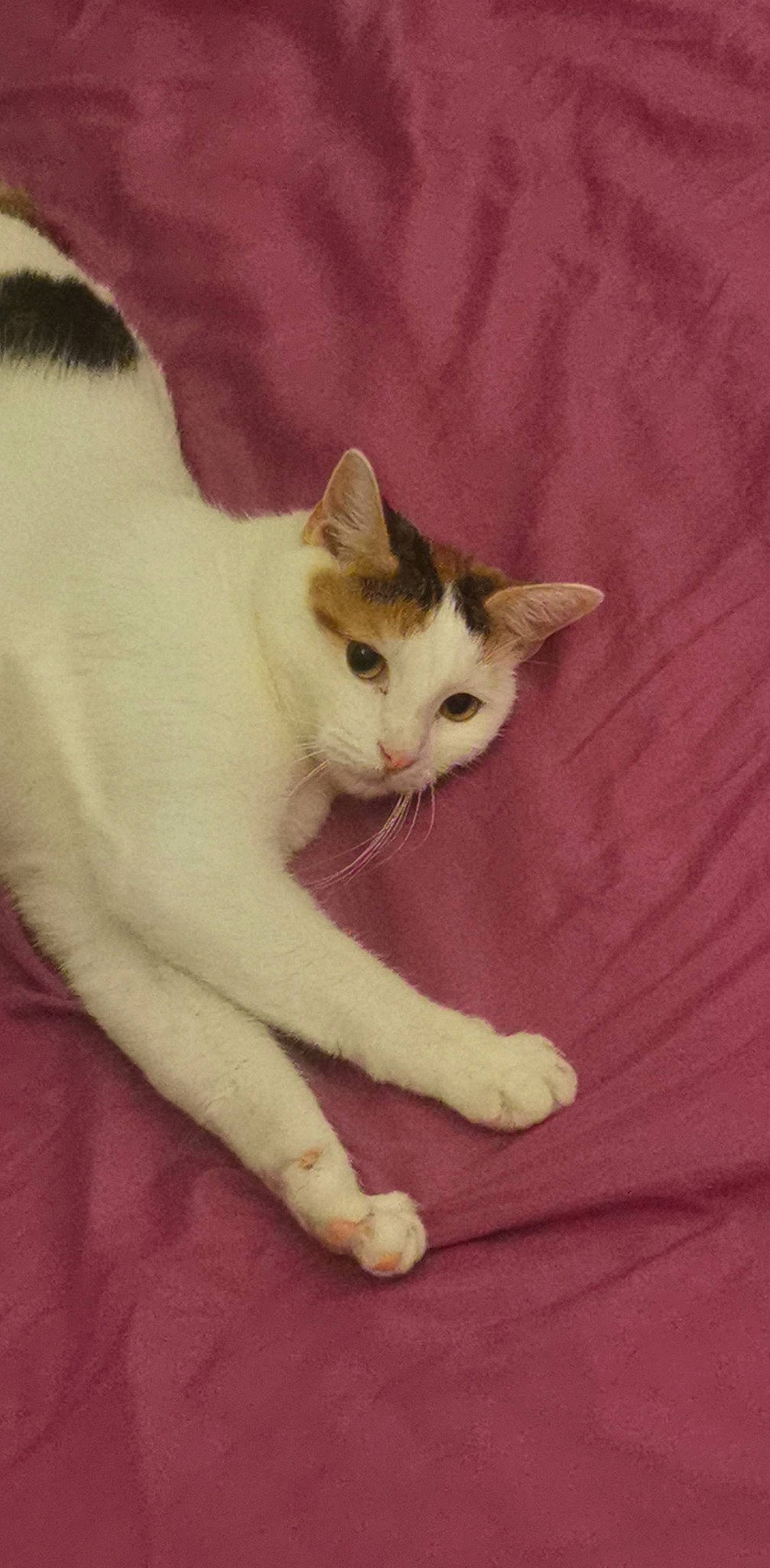 Cassiopée a rejoint le concours — aidez-le/la à gagner de superbes lots ! carnivore, cat, claw, comfort, domestic_short_haired_cat, fawn, felidae, foot, fur, hardwood, paw, small_to_medium_sized_cats, tail, whiskers, wood