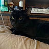 Honeybear is registered to the contest to win money with this photo: black_cat, cat, pet, animal, indoor, bed, blanket, shelf, book, bottle, furniture, closeup, resting, fur, whiskers, ears, eyes, portrait, domestic_cat, relaxing