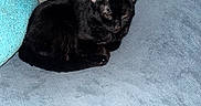 Honeybear is registered to the contest to win money with this photo: animal, black_cat, blue_couch, cat, couch, cozy, domestic_cat, ears, feline, fur, furniture, gray_pillow, indoor, pet, pillow, relaxed, resting, sleepy, teal_pillow, whiskers