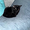 black_cat, cat, feline, pet, animal, indoor, couch, blue_couch, pillow, teal_pillow, gray_pillow, cozy, relaxed, resting, fur, whiskers, ears, sleepy, domestic_cat, furniture