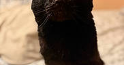 Honeybear is registered to the contest to win money with this photo: black_cat, cat, pet, animal, indoor, bed, feline, whiskers, ears, eyes, curious, portrait, close_up, domestic_animal, fur, sitting, looking, soft_light, warm_tone, blurred_background