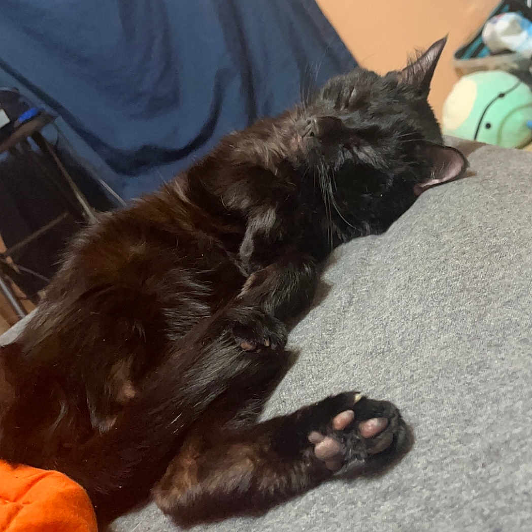 Honeybear is registered to the contest to win money with this photo: black_cat, sleeping_cat, cat_paw, indoor, resting, cozy, feline, pet, fur, whiskers, domestic_cat, relaxed, home, cushion, blanket, orange_blanket, paw_pads, quiet, nap, animal