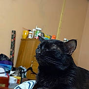 Honeybear is registered to the contest to win money with this photo: black_cat, indoor, pet, feline, relaxed, closed_eyes, whiskers, fur, ears, cabinet, container, miscellaneous_items, wall, light_switch, table, blanket, clutter, domestic, resting, cozy