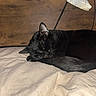 Honeybear joined the competition — help win amazing prizes! black_cat, sleeping, bed, blanket, indoor, feline, resting, cozy, fur, animal, pet, domestic_cat, headboard, lamp, quiet, calm, soft_texture, closeup, peaceful, night
