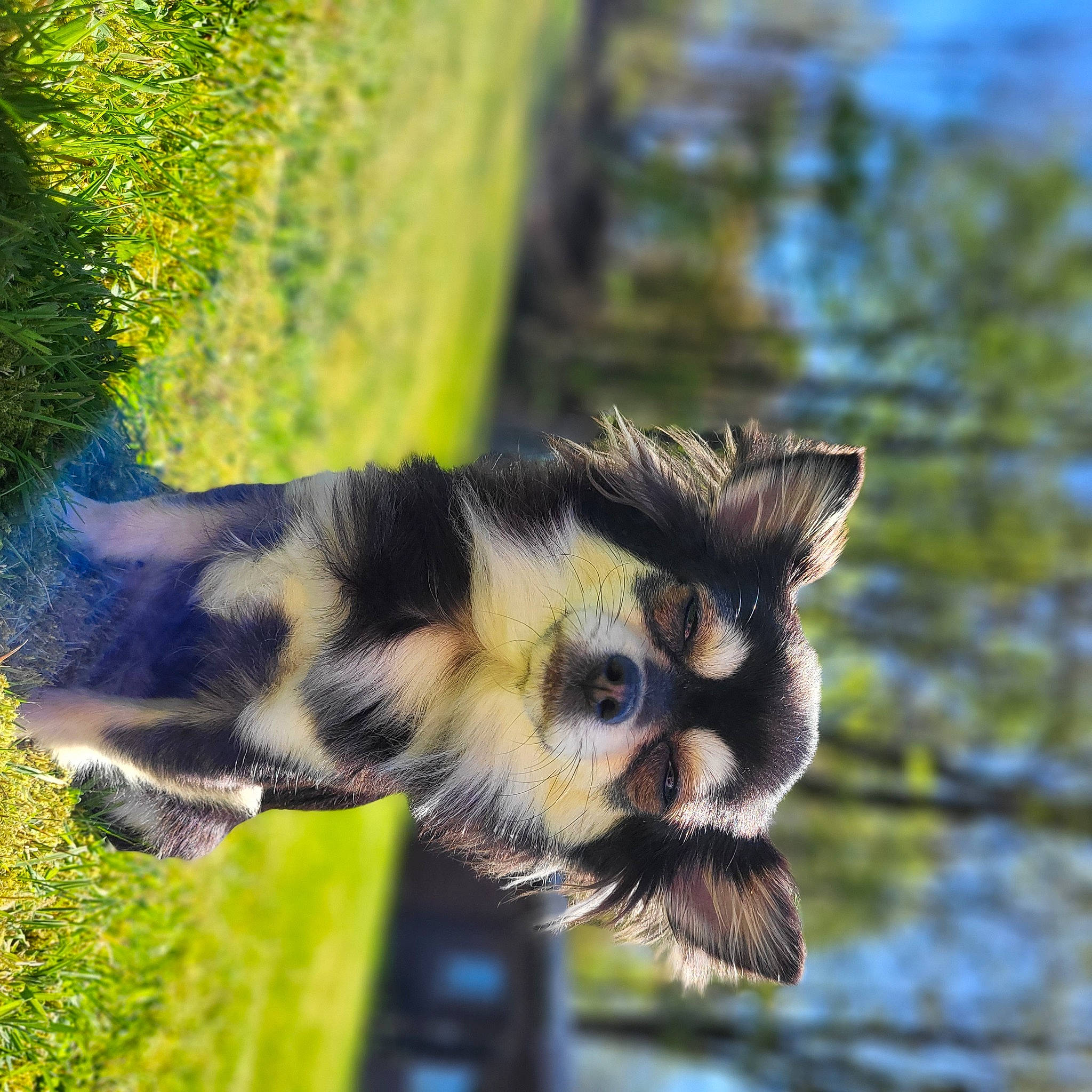 Chloé participe au concours pour gagner de l'argent avec cette photo : claw, fur, grass, jungle, plant, primate, snout, tail, terrestrial_animal, vegetation, whiskers, wildlife