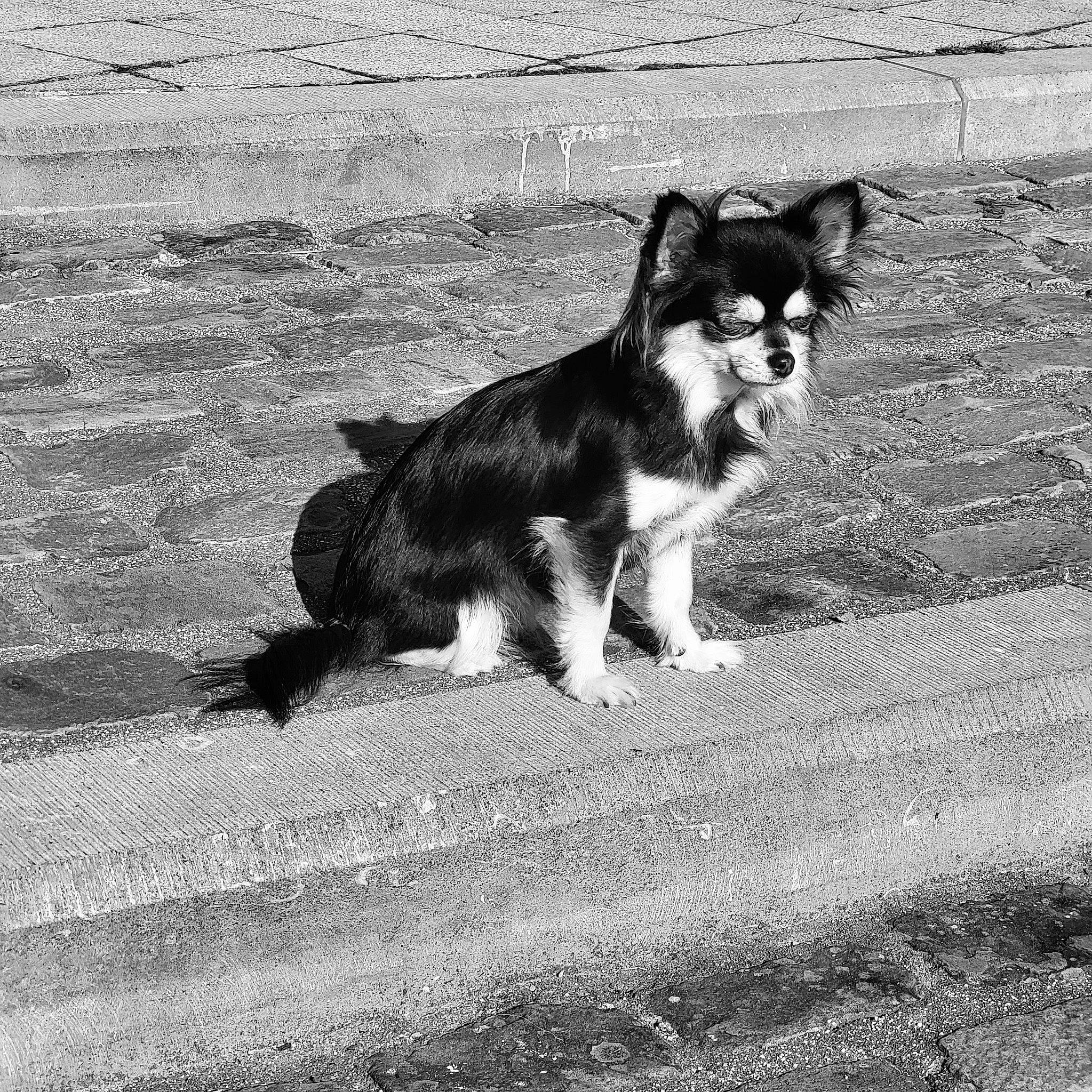 Chloé a rejoint le concours — aidez-le/la à gagner de superbes lots ! asphalt, black_and_white, canidae, carnivore, companion_dog, dog, dog_breed, grey, herding_dog, monochrome, monochrome_photography, road, road_surface, shadow, snout, sporting_group, street, tail, working_animal, working_dog