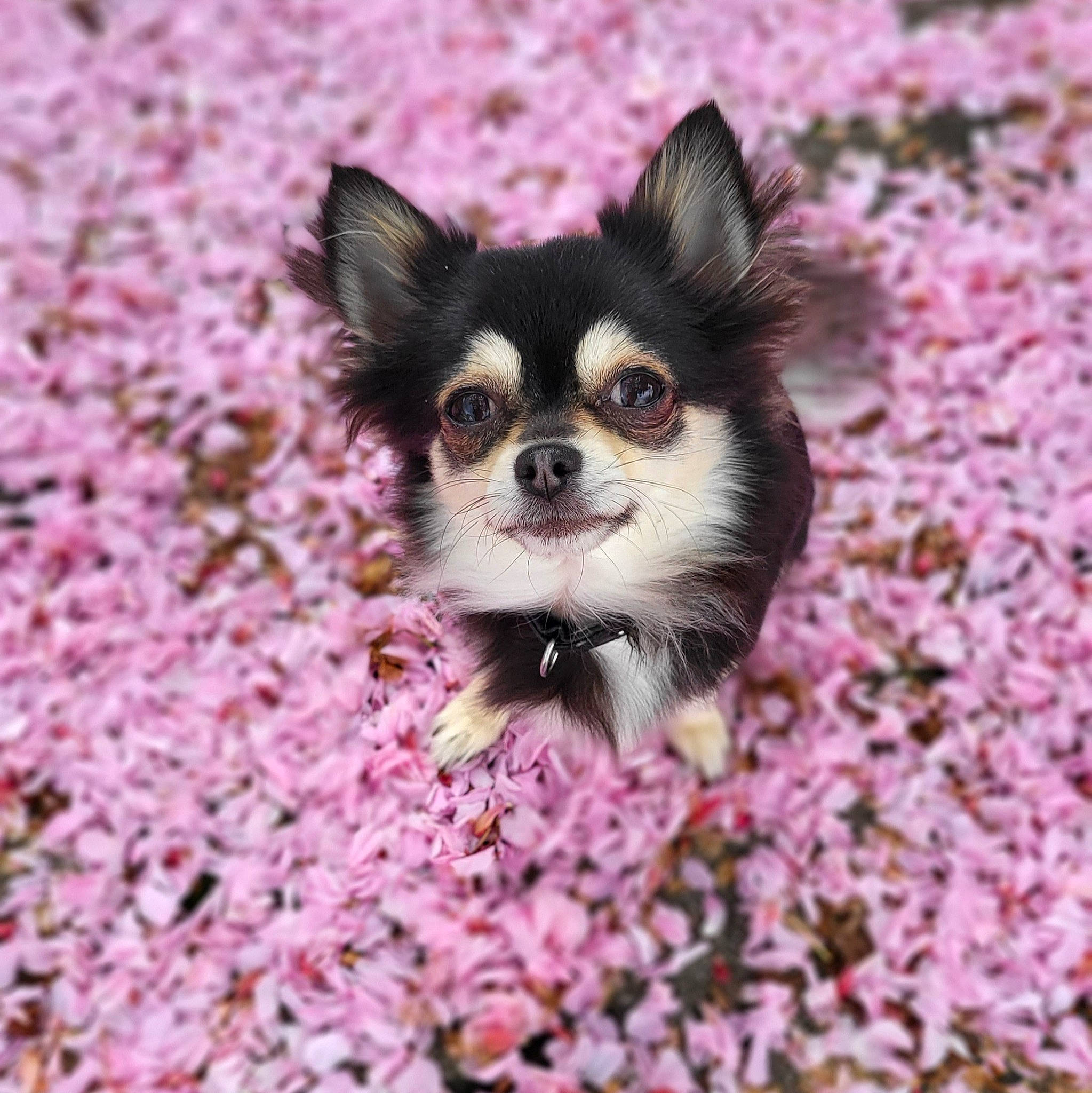 Chloé a rejoint le concours — aidez-le/la à gagner de superbes lots ! canidae, carnivore, companion_dog, corgi_chihuahua, dog, dog_breed, dog_supply, fawn, flower, fur, grass, groundcover, magenta, organism, petal, pink, plant, soil, toy_dog, whiskers