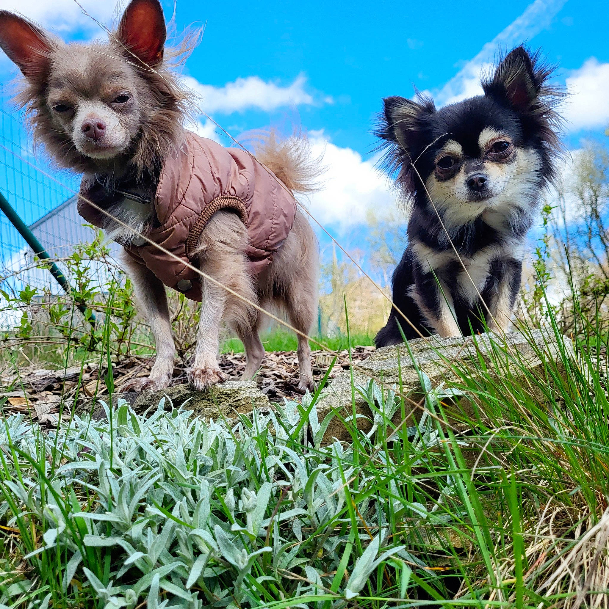 Chloé a rejoint le concours — aidez-le/la à gagner de superbes lots ! canidae, carnivore, cloud, companion_dog, dog, dog_breed, dog_supply, event, fawn, fur, grass, happy, plant, sky, snout, sporting_group, tail, terrestrial_animal, walking, wildlife