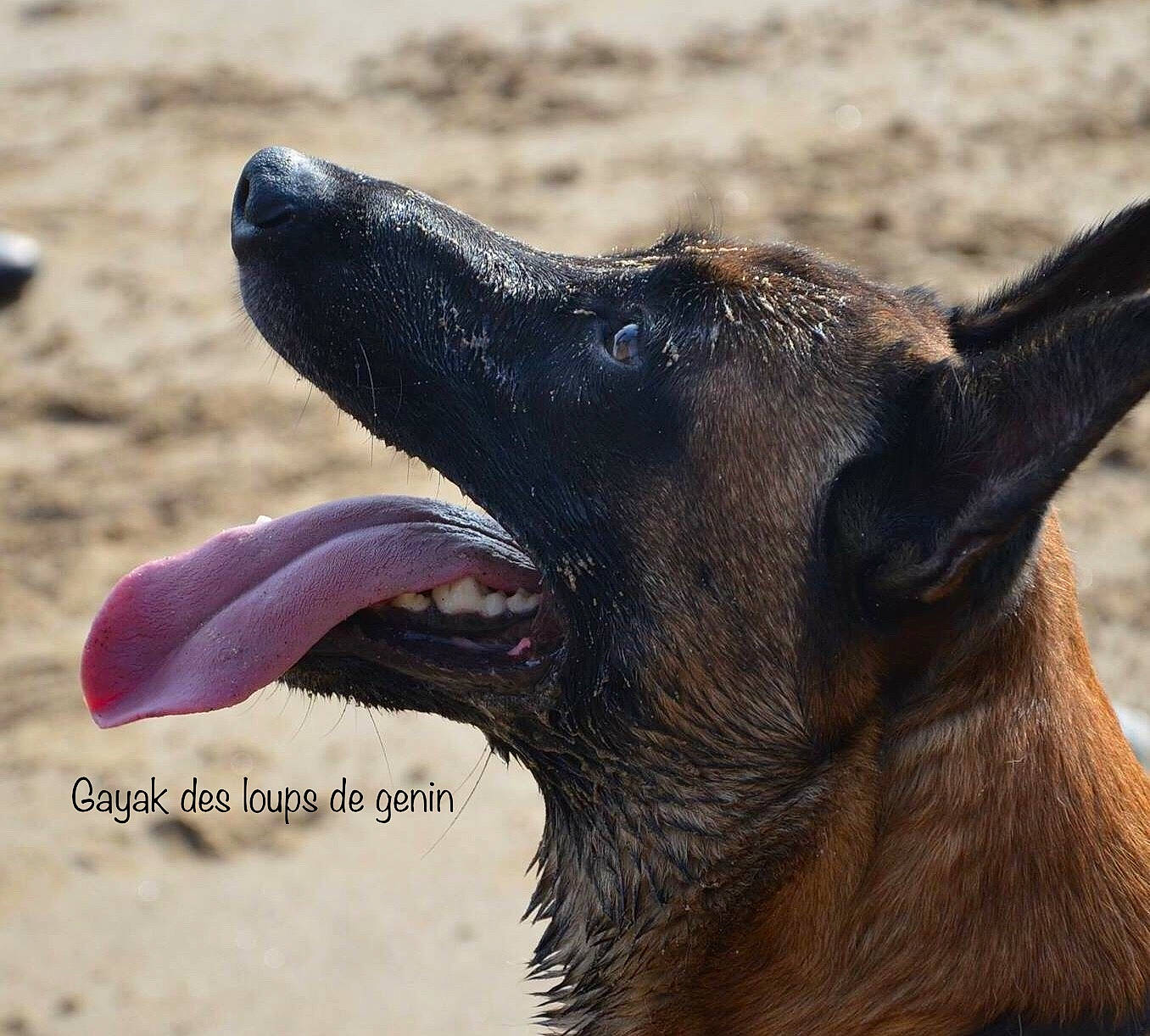 Gayak participe au concours pour gagner de l'argent avec cette photo : belgian_shepherd, canidae, carnivore, dog, dog_breed, formosan_mountain_dog, mammal, snout, street_dog, vertebrate