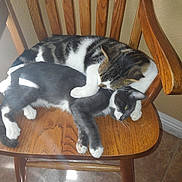 Joker And Monster is registered to the contest to win money with this photo: animal, armchair, canine, cat, chair, diningtable, dog, furniture, hardwood, hound, indoors, interiordesign, kitten, manx, pet, plywood, rockingchair, stainedwood, table, wood