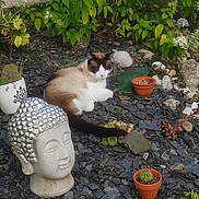Moka participe au concours pour gagner de l'argent avec cette photo : animal, buddha_statue, cactus, calm, cat, decor, garden, greenery, nature, ornament, outdoor, peaceful, pet, plants, potted_plants, relaxing, siamese_cat, stones, succulents, zen