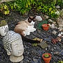 animal, buddha_statue, cactus, calm, cat, decor, garden, greenery, nature, ornament, outdoor, peaceful, pet, plants, potted_plants, relaxing, siamese_cat, stones, succulents, zen