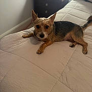 Lovee joined the competition — help win amazing prizes! dog, bed, quilt, small_dog, pet, indoor, furniture, nightstand, ears, brown, black, fur, animal, cute, relaxed, looking_at_camera, home, resting, comfort, domestic